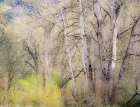 USA-Washington State-Carnation early spring and trees just budding out Art Print
